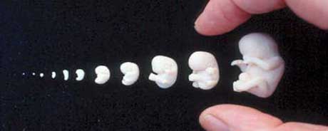 nedfrosset egg